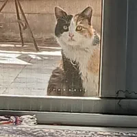 گربه بومی یک ساله (ماده)