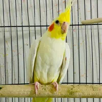 عروس هلندی لوتینو