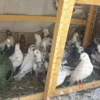 کفتر پرشی|پرنده|تهران, فلاح|دیوار