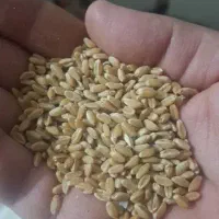 بذر گندم سیروان