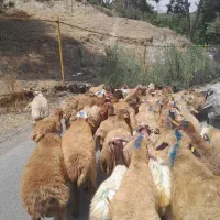 گوسفند سرا،با تمامی نژادهای موجود