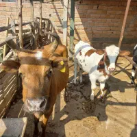 گاو با گوساله|حیوانات مزرعه|گرگان, |دیوار