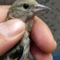 سهره کال|پرنده|کرج, برغان|دیوار