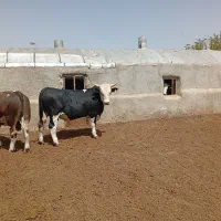گوساله|حیوانات مزرعه|رزن, |دیوار
