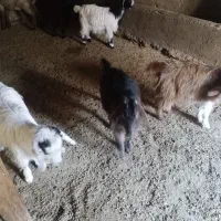 ۴ عدد بزغاله نر وماده چاق و گوشتی فروش فوری