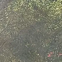 پیدا شدن طلا