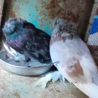 بخارا درجه ۱