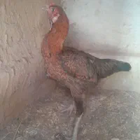 معاوضه با جوجه لاری مرغ