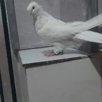 کبوتر چش نوک