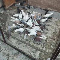 کفتر