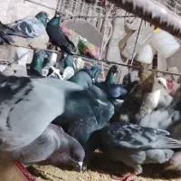 کبوتر. پلاکی|پرنده|سوق, |دیوار