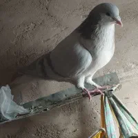 فروش۵عدد کفتر سالم مفت  بشرط ۳تاساده سبزفوری