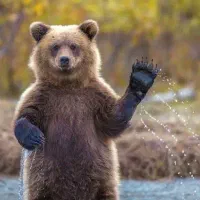 همراه برای طبیعتگردی و پیمایش