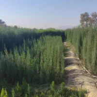 انواع سروناز