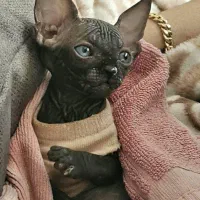 گربه های خاص