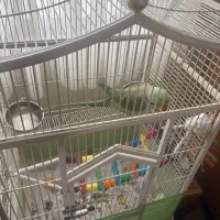 شاه طوطی 1/5ساله