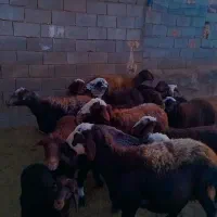 میش هشت تا بره دار و دوقلو|حیوانات مزرعه|فریمان, |دیوار