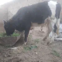 قیمت ۲۲۰