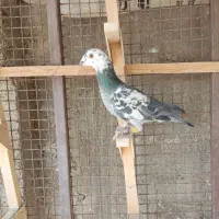 کفتر پلاکی فروشی|پرنده|مرودشت, ژیان|دیوار