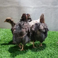 جوجه ۴۵ روزه ویاندوت|حیوانات مزرعه|تهران, تهرانسر غربی|دیوار