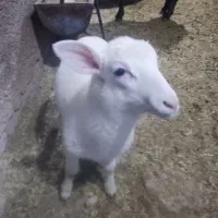 گوسفند کشتاری .