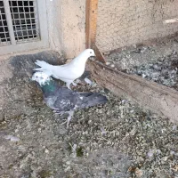 کبوتر اصفهانی