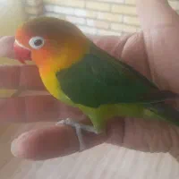 طوطی برزیلی فیشر