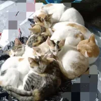واگذاری گربه