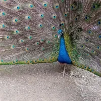 طاووس|پرنده|بابل, |دیوار