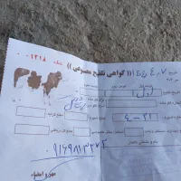 فروش فوری گاو با گوساله دراندیکا|حیوانات مزرعه|مسجد سلیمان, |دیوار