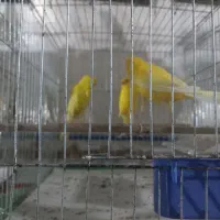 قناری بلند|پرنده|بندر انزلی, ناسیونال|دیوار