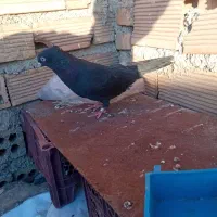 چندتاپرنده|پرنده|ایذه, |دیوار