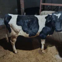 گوساله نر|حیوانات مزرعه|کبودرآهنگ, |دیوار