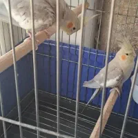 عروس هلندی