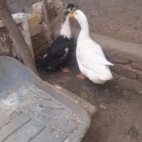 اردک نروماده تخمی