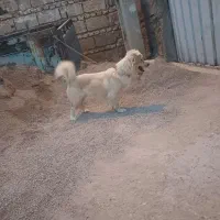 سگ پاکوتاه|سگ|خان ببین, |دیوار