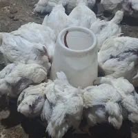مرغ ارگانیک