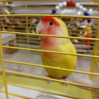 کوتوله برزیلی|پرنده|الوند, |دیوار