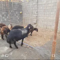 باسلام بره قوچ غزل افشار