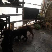 ۶ توله دو رگه پدر گرگین مادر ژرمن