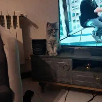 بریتیش ماده سه ماهه|گربه|پردیس, فاز ۳|دیوار