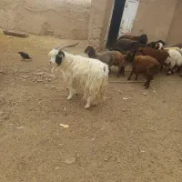 فروش تکه جلو کش نربز