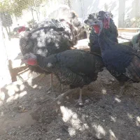 بوقلمون قیمت خوب محلی مرغ برهما غول پیکر|حیوانات مزرعه|شیراز, باغشهر قصر سبز|دیوار