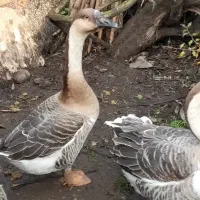 قوغاز نروماده سـالم سنگین