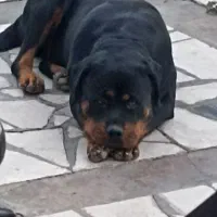 سگ روتوایلر ماده