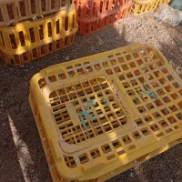 سبد مرغ سالم