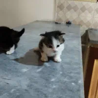 واگذاری بچه گربه ها با مامانشون