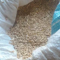 گندم‌دیمه‌سیاداس‌درجه‌۱