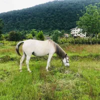 فروش  اسب|اسب و تجهیزات اسبسواری|رامسر, |دیوار