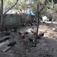 فروش بوقلمون به صورت کلی وتکی|حیوانات مزرعه|رضوانشهر, |دیوار